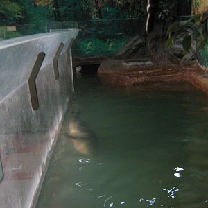 tank for spotted seal (Phoca largha)
