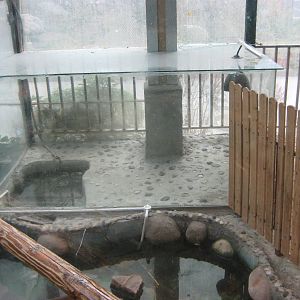 tank for saltwater crocodile (Crocodylus porosus)