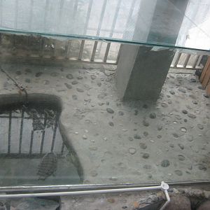 tank for saltwater crocodile (Crocodylus porosus)