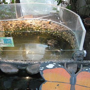 pool for common snapping turtle (Chelydra serpentina)