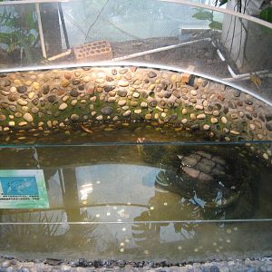 pool for common snapping turtle (Chelydra serpentina)