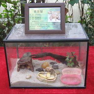 tank for land hermit crabs