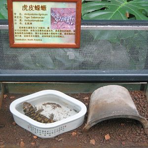 tiger salamander (Ambystoma tigrinum)
