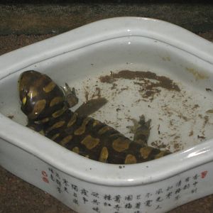 tiger salamander (Ambystoma tigrinum)