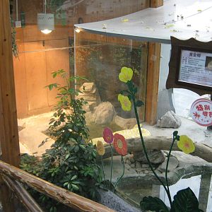 tanks for Burmese pythons (Python bivittatus)