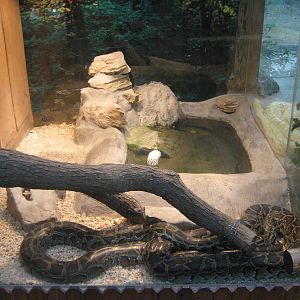 tank for Burmese pythons (Python bivittatus)