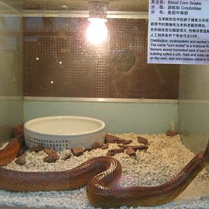 blood cornsnake (Pantherophis guttatus)