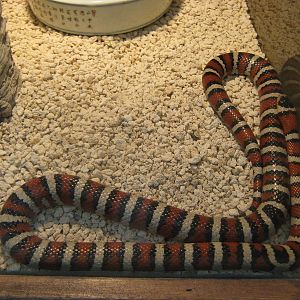 Arizona mountain kingsnake (Lampropeltis pyromelana)