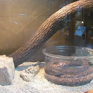 rainbow boa (Epicrates cenchria)