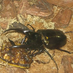 rhinoceros beetle (Chalcosoma chiron)