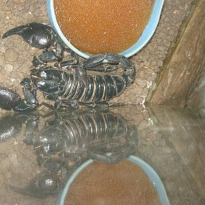 Malaysian forest scorpion (Heterometrus spinifer)