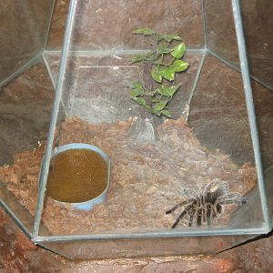 tank for Chilean rose tarantula (Grammostola rosea)