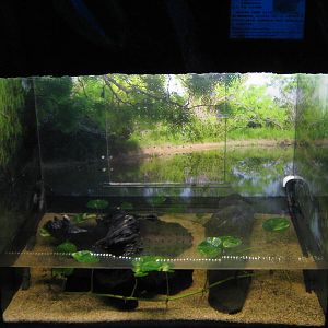 tank for Chinese diving beetles (Cybister japonicus)