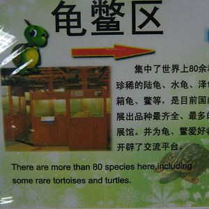 turtle section