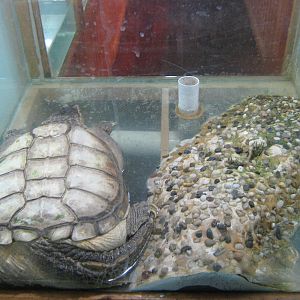 example of turtle tanks