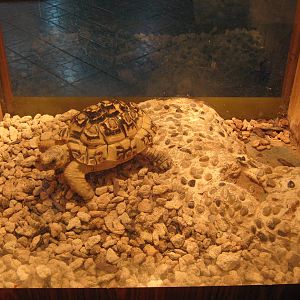 example of turtle tanks