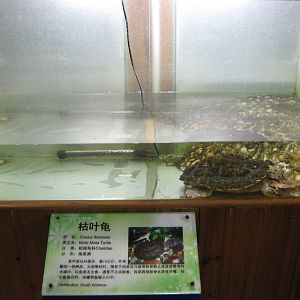 example of turtle tanks