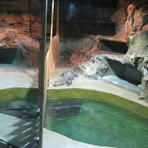 Chinese alligators (Alligator sinensis)