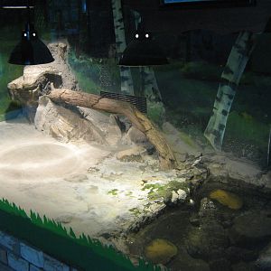 Chinese alligators (Alligator sinensis)