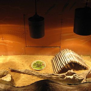 tank for Niger mastigures (Uromastyx geyri)