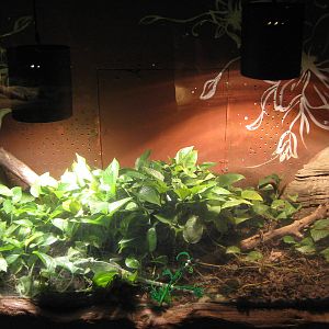 tank for plumed basilisk (Basiliscus plumifrons)