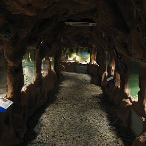 part of the lizard corridor