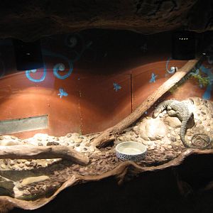 tank for crocodile monitor (Varanus salvadorii)