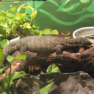 Timor monitor (Varanus timorensis)