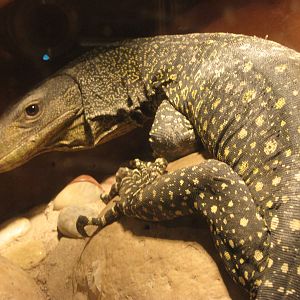 crocodile monitor (Varanus salvadorii)