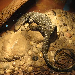 crocodile monitor (Varanus salvadorii)