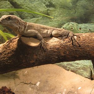 Merrems Madagascar swift (Oplurus cyclurus)
