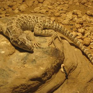 Long-nosed leopard lizard (Gambelia wislizenii)