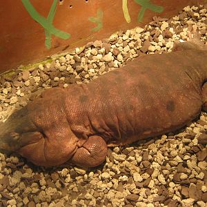 red tegu (Tupinambis rufescens)