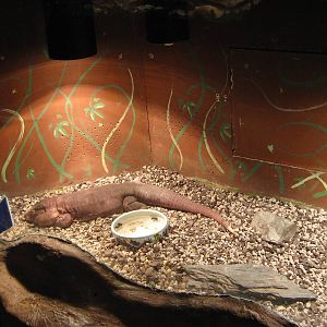 tank for red tegu (Tupinambis rufescens)