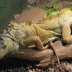green iguana (Iguana iguana)