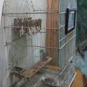 Siberian chipmunk (Eutamias sibiricus) in a bird cage