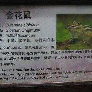 Siberian chipmunk sign
