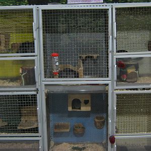 chinchilla cages