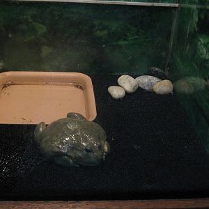 African bullfrog (Pyxicephalus adspersus)