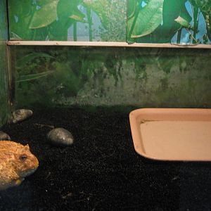 horned frog (Ceratophrys ornata)