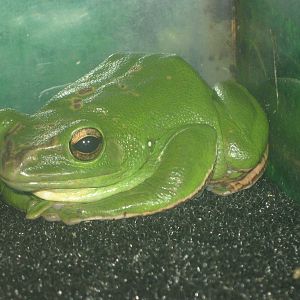 Chinese flying frog (Polypedates dennysi)