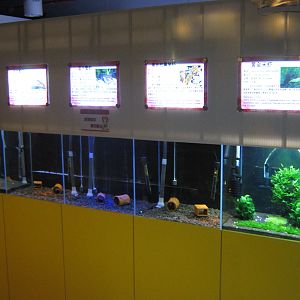 tanks for freshwater crayfish