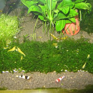 yellow shrimp (Neocaradina heteropoda)