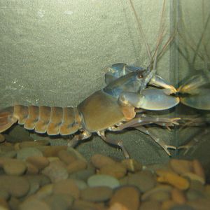 Vogelkop crayfish (Cherax holthusi)