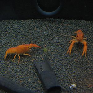 Mexican dwarf orange crayfish (Cambarellus patzcuarensis)