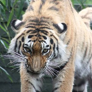 Amur tiger