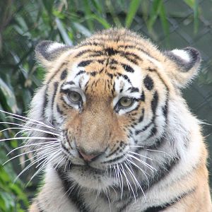 Amur tiger