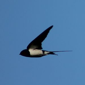 Barn swallow