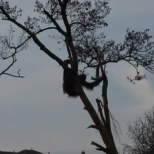 Orangutan Island, 11 December 2013