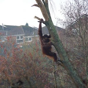 Orangutan Island, 11 December 2013
